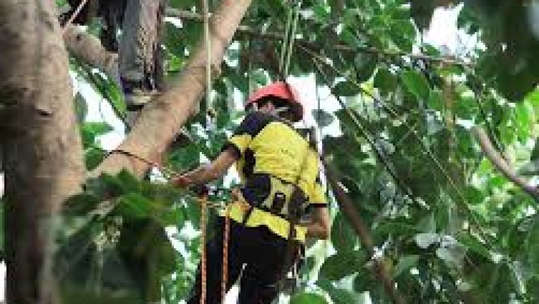 Understanding the Tree Service Process
