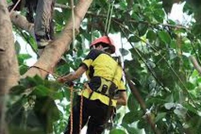 Understanding the Tree Service Process