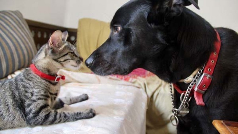 Higher-high quality and inexpensive items for animals within the web store "ZooMarket"