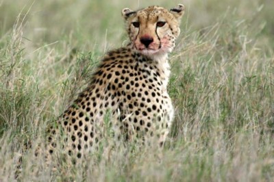 Organizing the very best Safari Visit to Africa