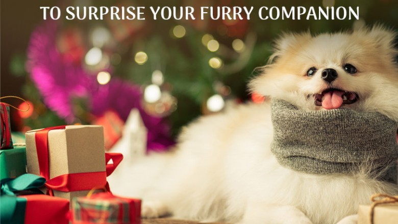 Christmas Gifts for Pets