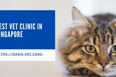 How To Choose The Right Pet Clinic In Singapore?