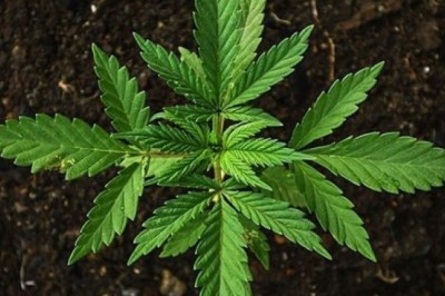 disposable vape pen canada