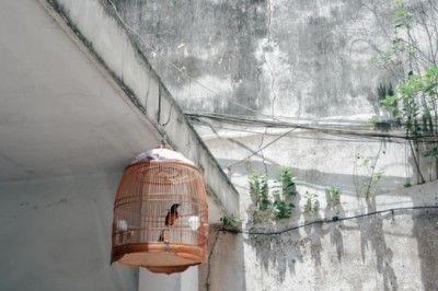 How to Choose the Right Bird Cages