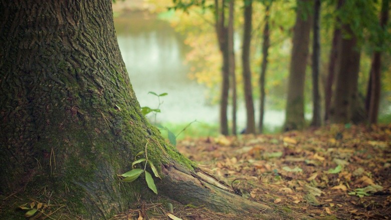 Mornington Peninsula Tree Works | ArborCraft Tree Services Melbourne