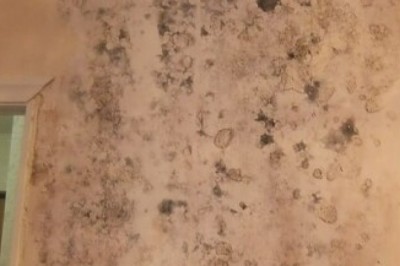 Mold Removal and Common Myths