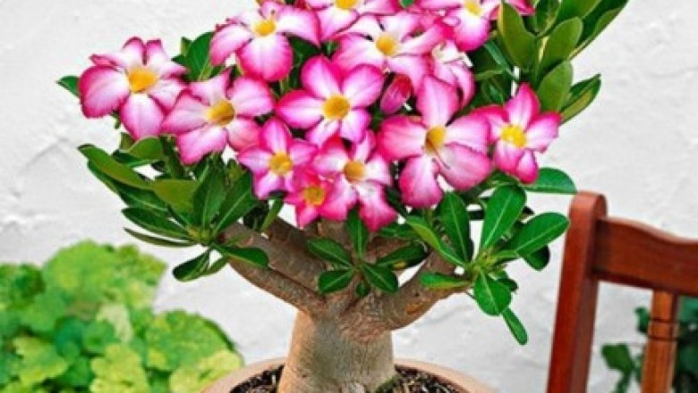 Top colourful Flowering Plants seasonal and year around | Nursery Serve