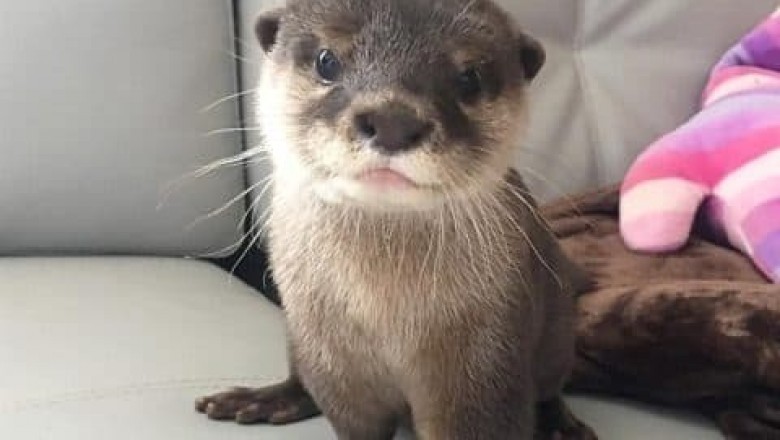 clawed otters for sale