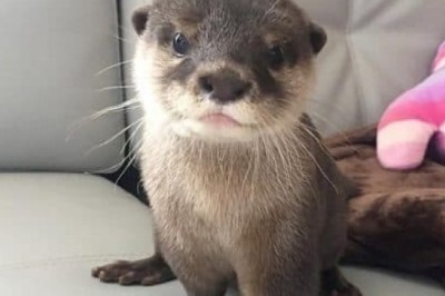 clawed otters for sale