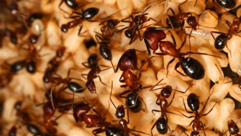 Ant Control Services Waterloo | pettypestcontrolservices