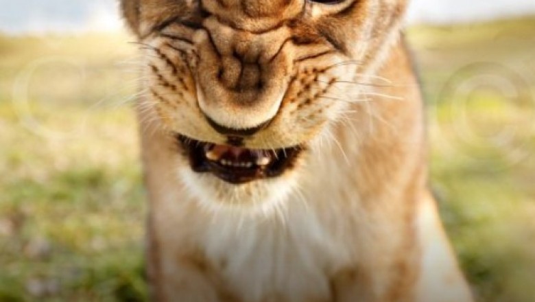 Gir National Park