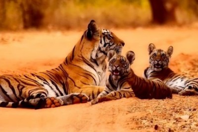 Tiger Reserve