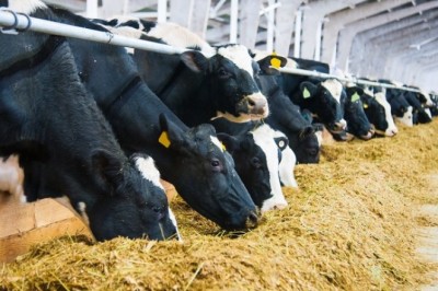 Animal Feed Additives Market