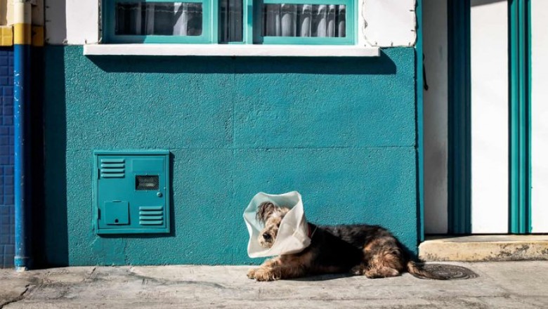 Mobile App for Online Vet Consultations and Prescriptions: A New Frontier for Veterinary Clinics