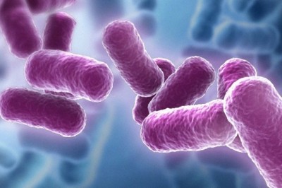 High demand for enzymes has played significant role in shaping up Bacillus Subtilis industry