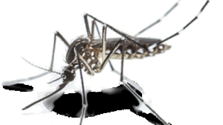 mosquito treatment in Rosenberg
