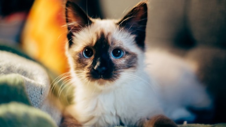An Online or a Conventional Pet Store?