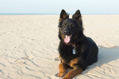 What Are Some of the Myths Behind Biopet Vegan Dog Food?