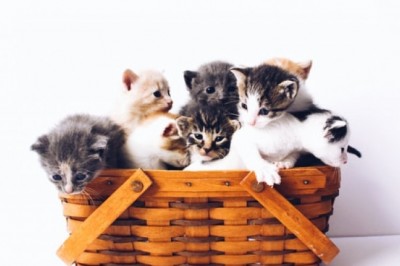 Which Cat Scratcher Is Best for Your Feline Friend?