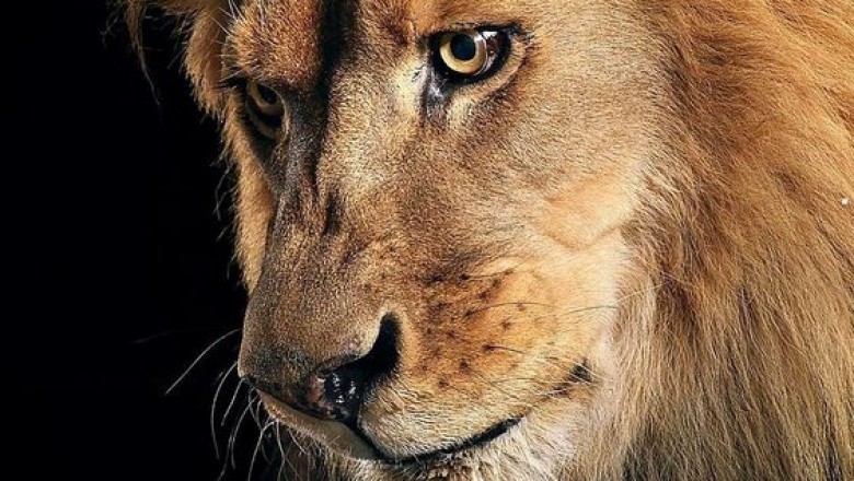 Are The Asiatic Lions Becoming More Dependent On Mankind Overtime?