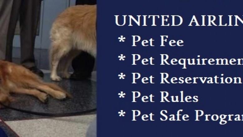 Best Price For United Airlines Pet Policy