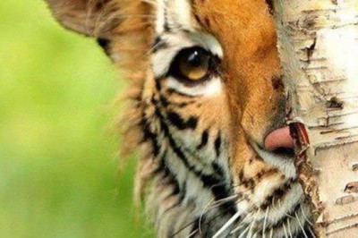 It’s Time to Explore all the Buffer Zones of Ranthambore National Park