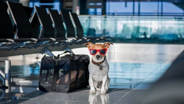 Eager Support Animal - Traveling And Housing Letter