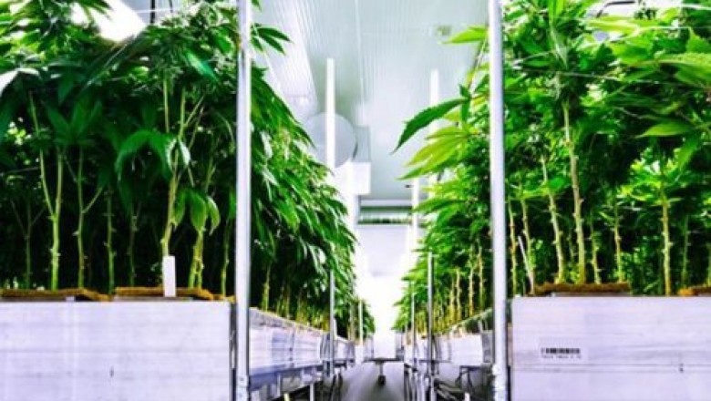 Market estimates for the Canada CBD