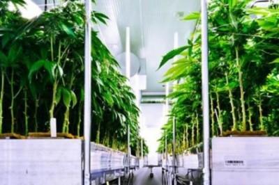 Market estimates for the Canada CBD