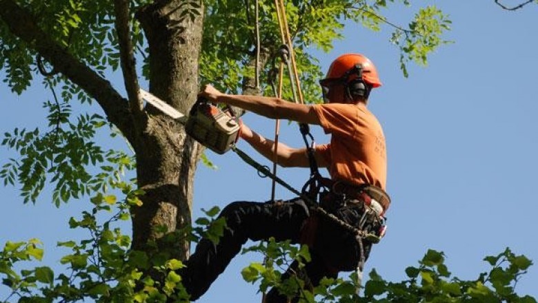 Professional Tree Felling in Cape Town