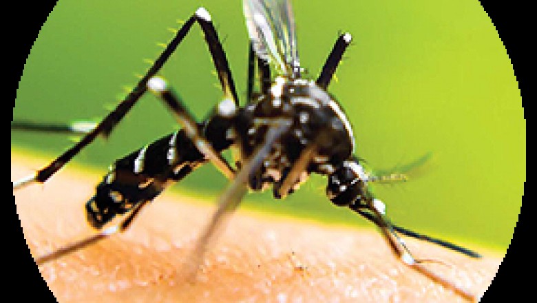 mosquito-authority.com/locations/chapel-hill-nc/