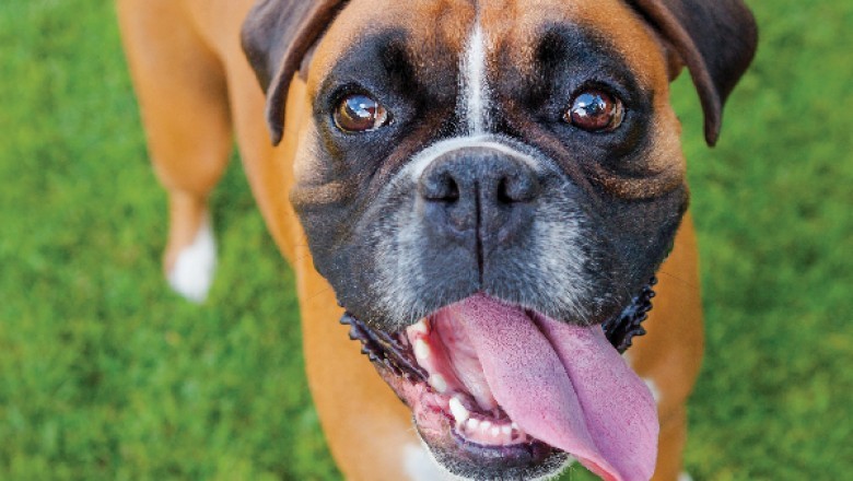 Exceptional Information About Boxer Dogs For The Uninitiated