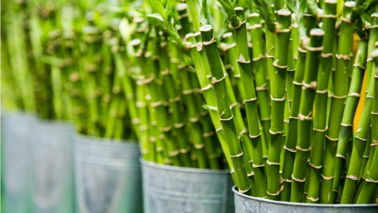 Bamboo Clothes - Prime 10 Factors it Benefits the Planet and also you!