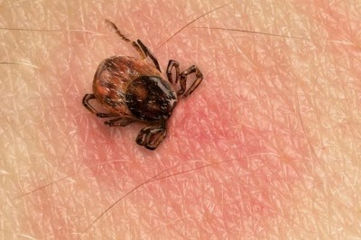 Lyme Disorder, what is it? How are Lyme Disease Diagnostics conducted?
