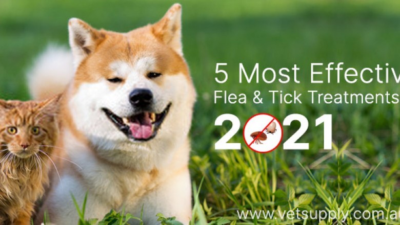 5 Most Effective Flea and Tick Treatments in 2021