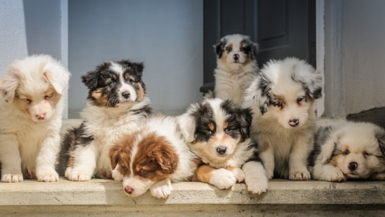 3 Reasons to Find and Buy from a Reliable Online Pet Store!