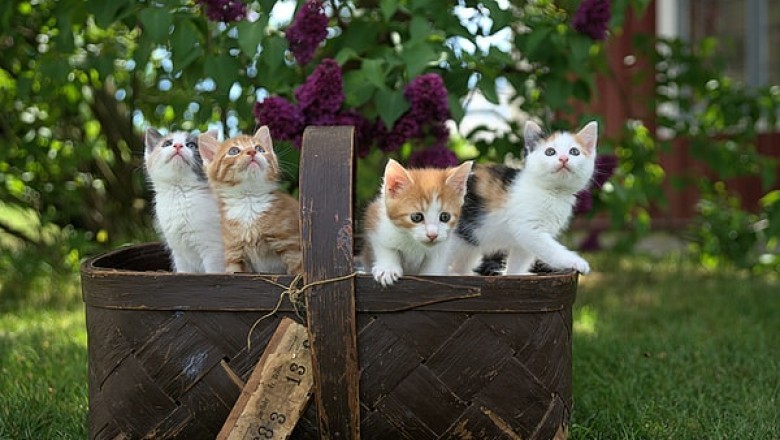 How to Find a Compatible Pet Shop for Your Pet’s Needs!