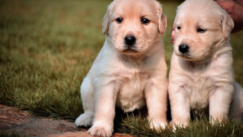 What Top-Quality Options for Meals for Mutts Can You Find in a Pet Shop?