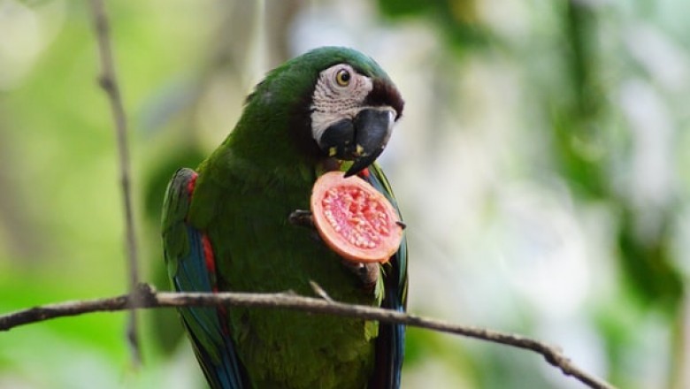 3 Types of Essential Bird Supplies for Your Pet!
