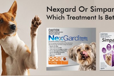 Nexgard Or Simparica – Which Treatment Is Better?