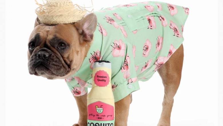 Lookout for An Amazing Range Of The Best Puppy Toys