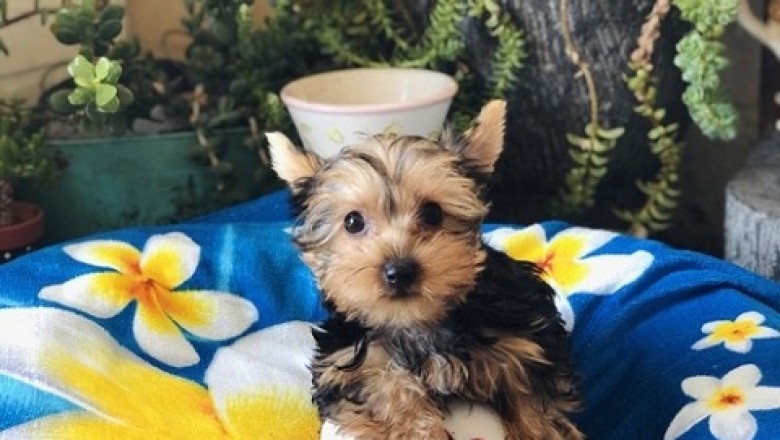Yorkie Puppies Here sweet little dogs