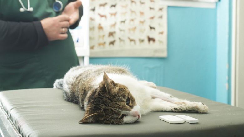 How To Find The Right Vet For Your Pet?