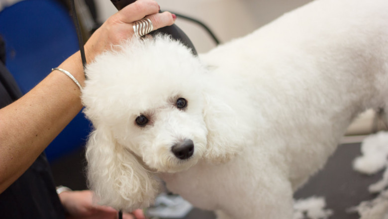 Mobile pet grooming Tampa