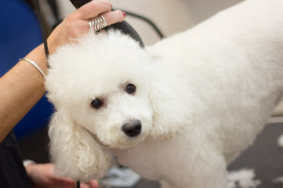 Mobile pet grooming Tampa