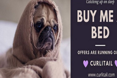 Pet Accessories | dog collar girl