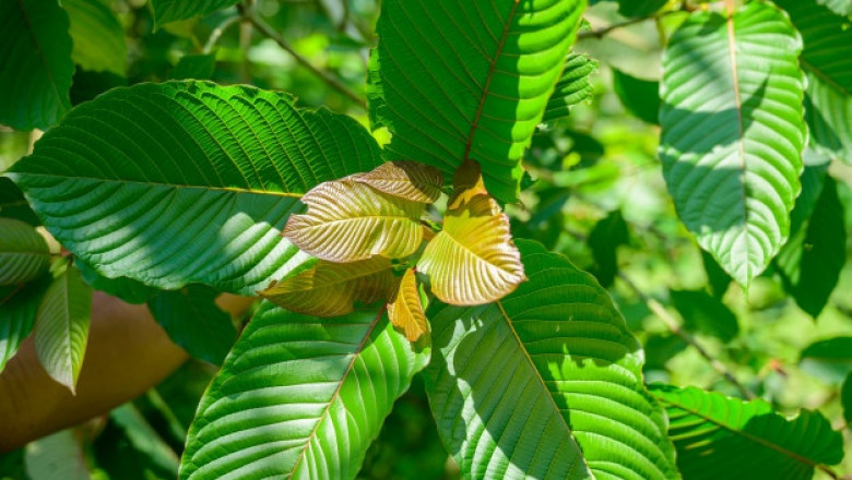 Benefits of Kratom Are More Legitimate Than the Fears