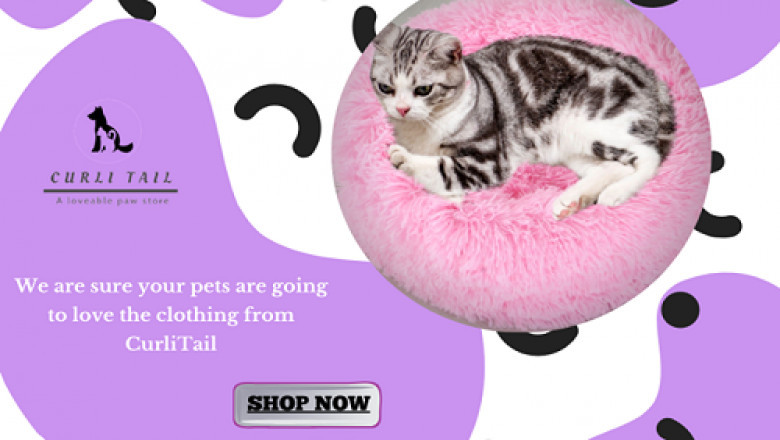 Buy pet accessories | puppy collar