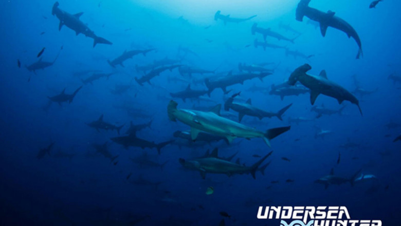 Great white shark diving Guadalupe