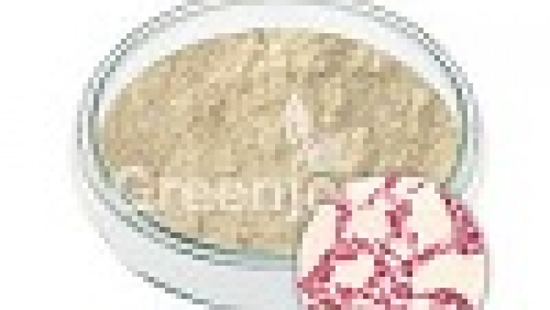 Bacillus Coagulans Powder